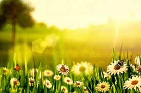 Spring meadow with daisies